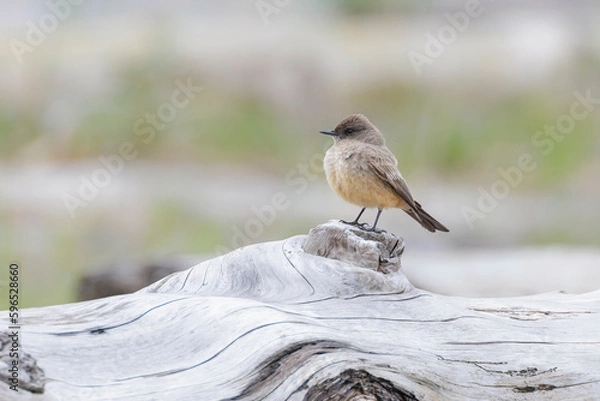 Obraz Say's Phoebe bird