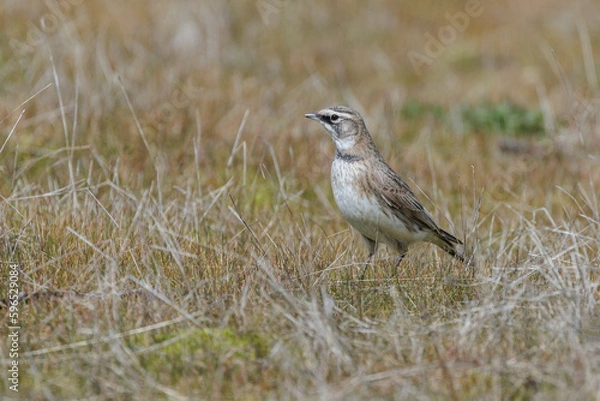 Obraz Horned Lark bird
