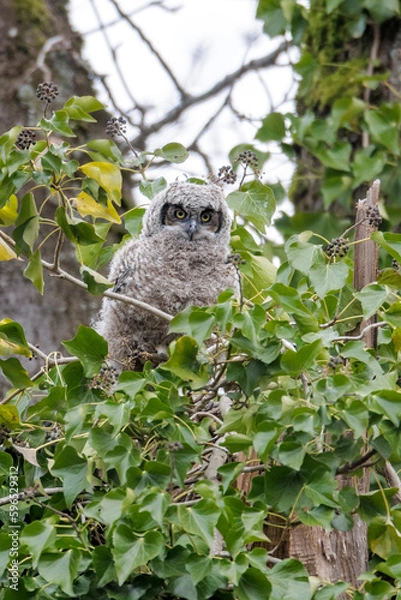 Obraz Great Horned Owl