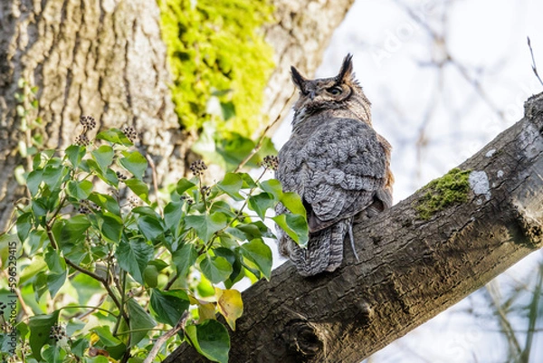 Obraz Great Horned Owl