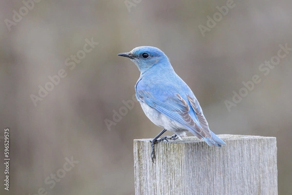 Obraz Mountain Bluebird bird