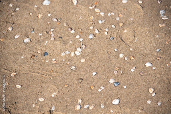 Obraz Muscheln im Sand