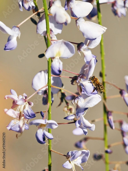 Obraz A honeybee on a wisteria.