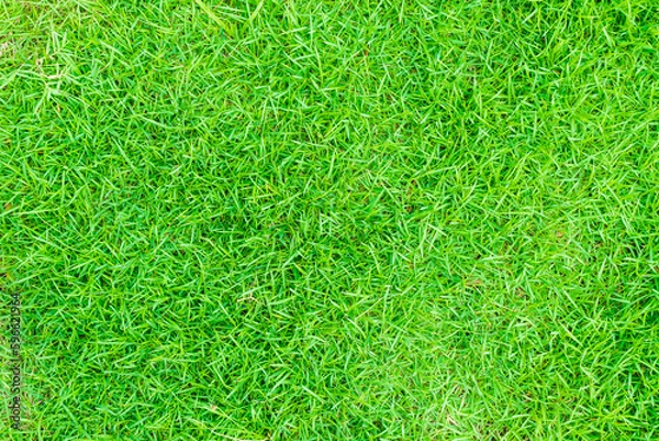 Fototapeta Green grass texture background Top view of bright grass garden Idea concept used for making green backdrop, lawn for training football pitch, Grass Golf Courses green lawn pattern textured background.