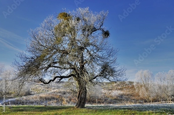 Obraz Tree with mistletoe
