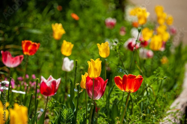 Fototapeta  D7C_8135