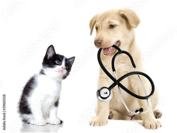 Fototapeta Szczeniak i kotek