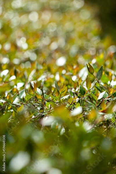 Fototapeta 光と緑