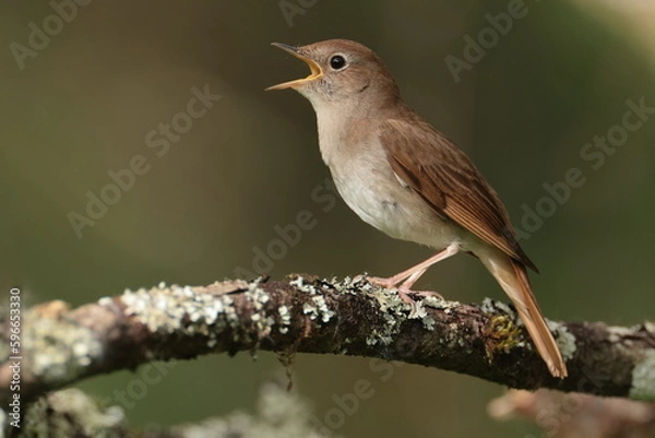 Obraz Common Nightengale.