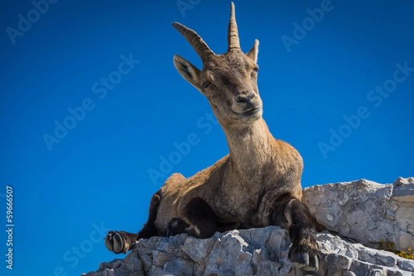 Fototapeta Ibex on mount Montasio in Julian Alps