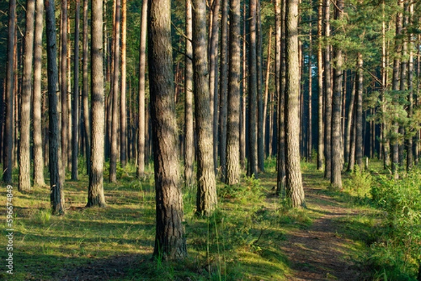 Fototapeta Pine forest