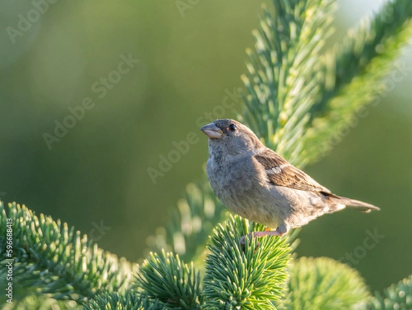 Obraz sparrow sitting on a tree branch