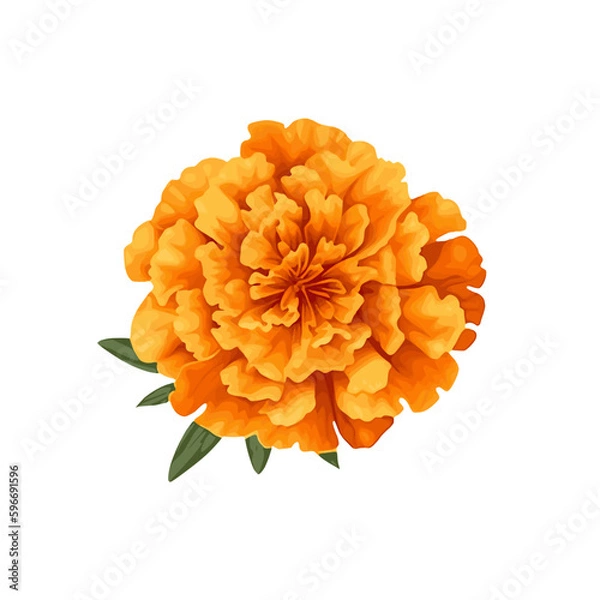 Obraz marigold flower isolated on white