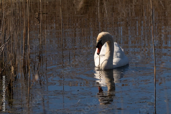 Fototapeta I love the look of this beautiful white swan swimming through this pond. The large white bird seems quite peaceful. The reflection under this avian is really pretty in the still water.