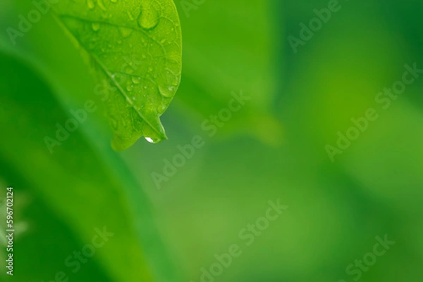 Obraz Nature of green leaves in garden at summer with sunlight. Natural green leaf plants using as spring background environment ecology or greenery wallpaper.