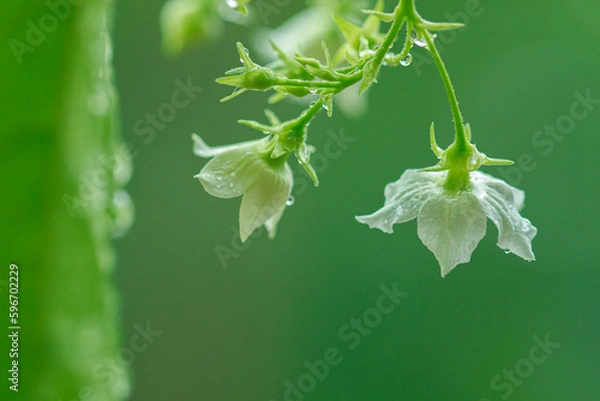 Obraz Nature of green leaves in garden at summer with sunlight. Natural green leaf plants using as spring background environment ecology or greenery wallpaper.
