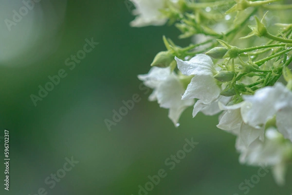 Obraz Nature of green leaves in garden at summer with sunlight. Natural green leaf plants using as spring background environment ecology or greenery wallpaper.