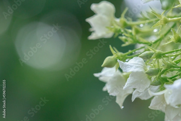 Obraz Nature of green leaves in garden at summer with sunlight. Natural green leaf plants using as spring background environment ecology or greenery wallpaper.