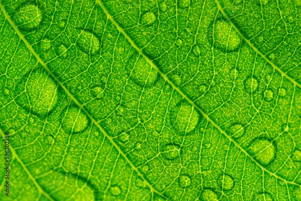 Obraz Nature of green leaves in garden at summer with sunlight. Natural green leaf plants using as spring background environment ecology or greenery wallpaper.