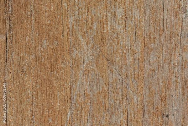 Obraz Background of bark in natural light