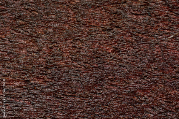 Obraz Background of bark in natural light