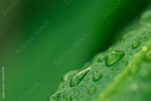Obraz Nature of green leaves in garden at summer with sunlight. Natural green leaf plants using as spring background environment ecology or greenery wallpaper.