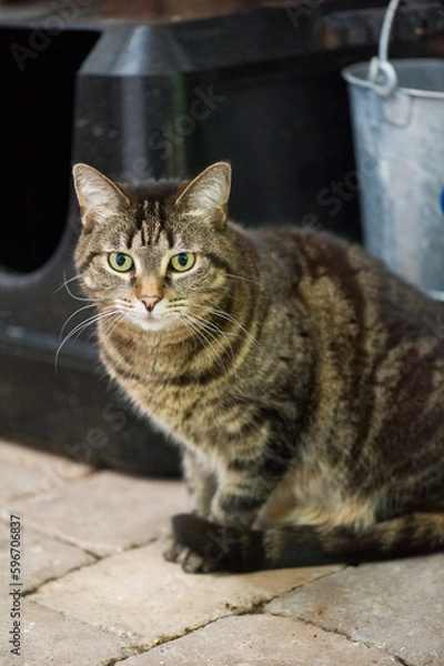 Fototapeta Getigerte Hauskatze auf der Terrasse