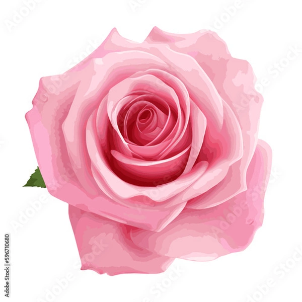 Obraz pink rose isolated on white