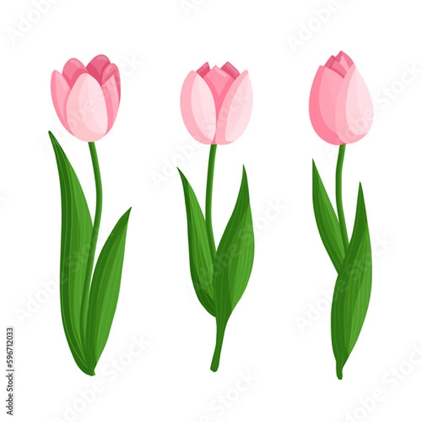Fototapeta Tulips flowers set. Floral plants with pink petals. Botanical vector illustration on isolated background.
