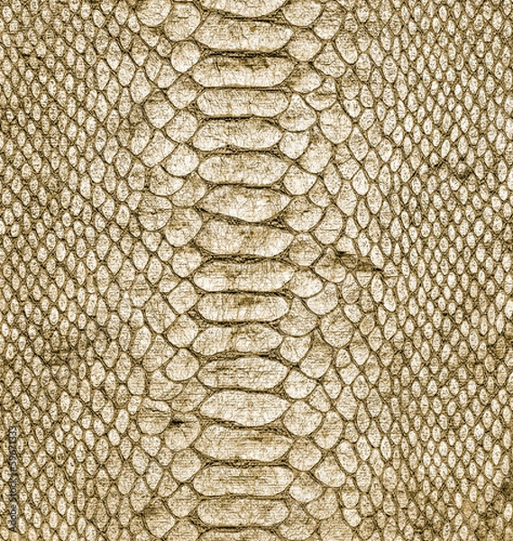 Fototapeta  natural snake skin closeup