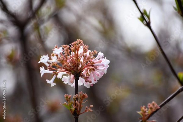 Obraz Flowering trees on city streets