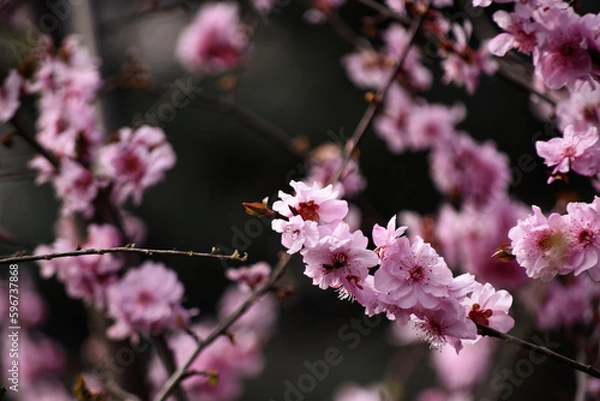Obraz Flowering trees on city streets