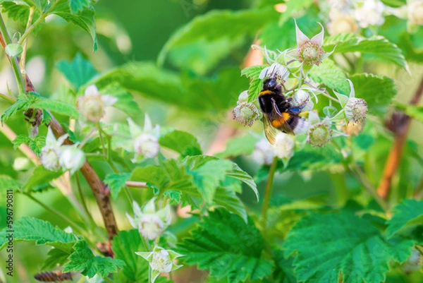 Obraz Bumblebee on a flower. The insect pollinates raspberry flowers