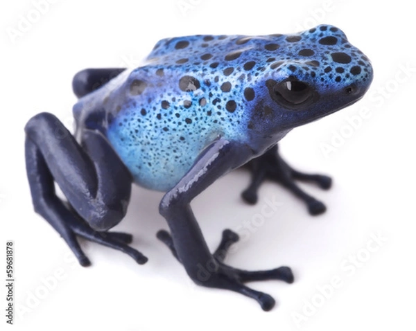 Obraz blue poison dart frog
