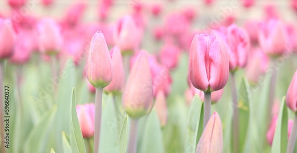 Fototapeta Pink tulips in the park, nature. Flowerbed with tulips or meadow. Natural background with spring bright flowers