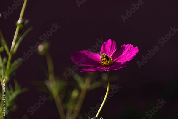 Obraz Close up of a singular little bee pollinating a beautiful flower under sunlight on a lovely sunny day.