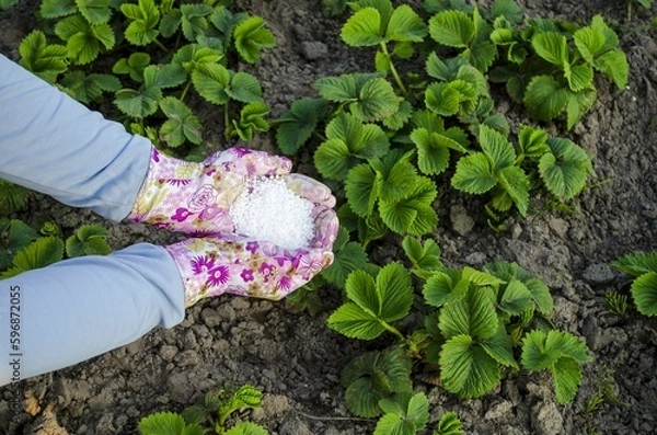 Obraz Fertilizing strawberries in the spring season.  Green young strawberry leaves female hands in gloves hold carbamide.  The concept of fertilizing for the best growth and fruiting.