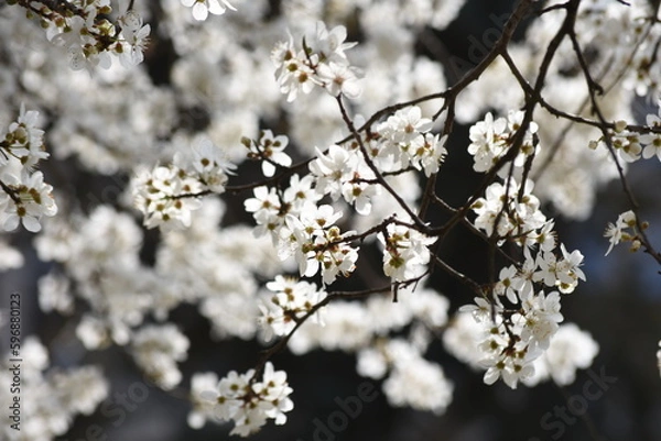 Obraz Flowering trees on city streets