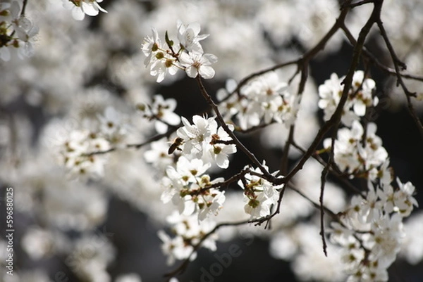 Obraz Flowering trees on city streets