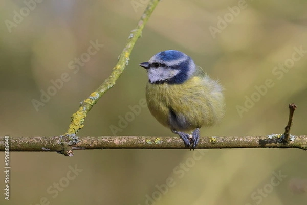 Obraz bluetit on a branch