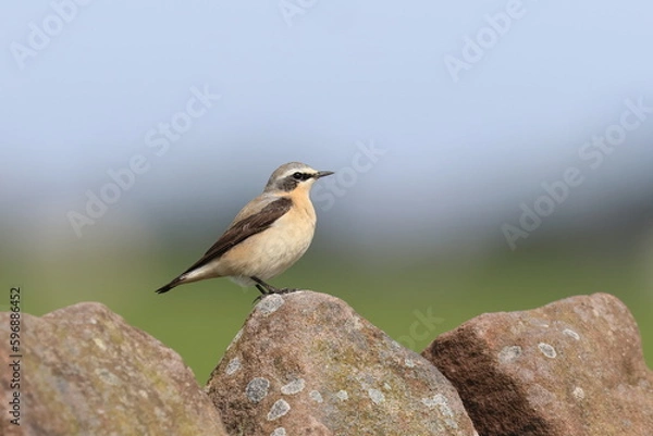 Obraz wheatear lookout