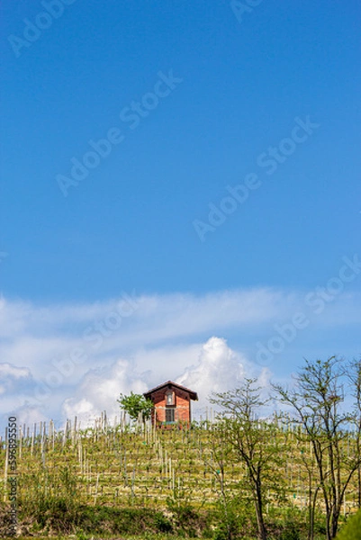 Obraz Piccola casetta in punta alla collina con vigne. Dietro il cielo blu con nuvole bianche grosse.