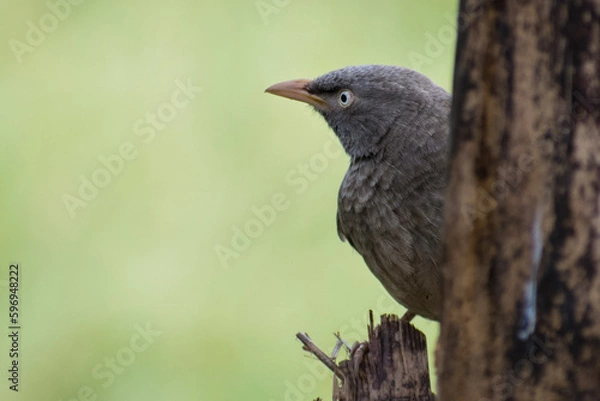 Fototapeta Jungle Babbler