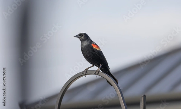 Obraz BIRD COLOR AND BLACK