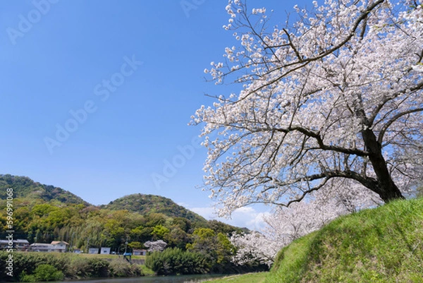 Fototapeta 静岡県伊豆の国市　狩野川さくら公園の景色