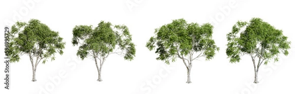 Fototapeta tree isolated on white background