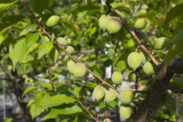 Fototapeta Plums hanging on branches on a farm.