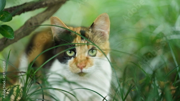 Obraz One adorable wild cat sitting in the garden for resting