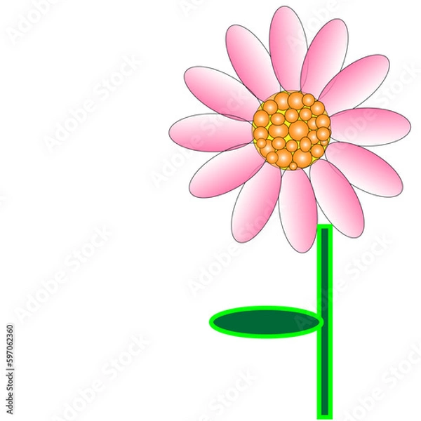 Obraz pink daisy flower