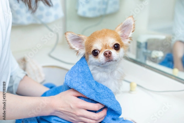 Obraz シャンプー後にタオルで乾かす犬